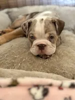 Willy Wonka, a male English Bulldog for sale in Atlanta, GA – Photo 3 of 5