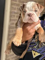 Charlie Brown, a male English Bulldog for sale in Atlanta, GA – Photo 5 of 7