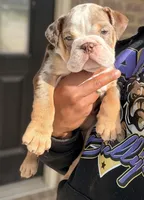 Charlie Brown, a male English Bulldog for sale in Atlanta, GA – Photo 4 of 7