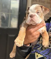 Charlie Brown, a male English Bulldog for sale in Atlanta, GA – Photo 3 of 7