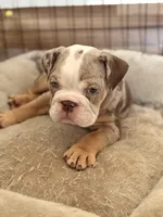 Willy Wonka, a male English Bulldog for sale in Atlanta, GA – Photo 4 of 5