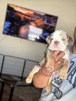 Willy Wonka, a male English Bulldog for sale in Atlanta, GA – Photo 2 of 5