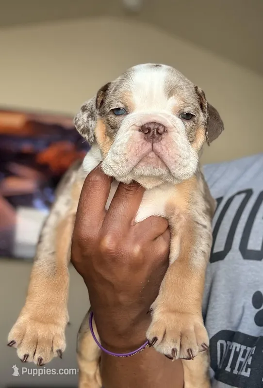 Willy Wonka, a male English Bulldog for sale in Atlanta, GA – Photo 1 of 5