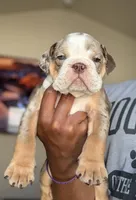 Willy Wonka, a male English Bulldog for sale in Atlanta, GA – Photo 1 of 5