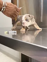 Wells, a male English Bulldog for sale in Rex, GA – 8 of 9