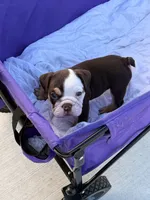 Oreo, a male English Bulldog for sale in Rex, GA – 1 of 7