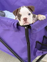 Millie, a female English Bulldog for sale in Rex, GA – 8 of 10