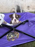 Mocha, a female English Bulldog for sale in Rex, GA – 2 of 4