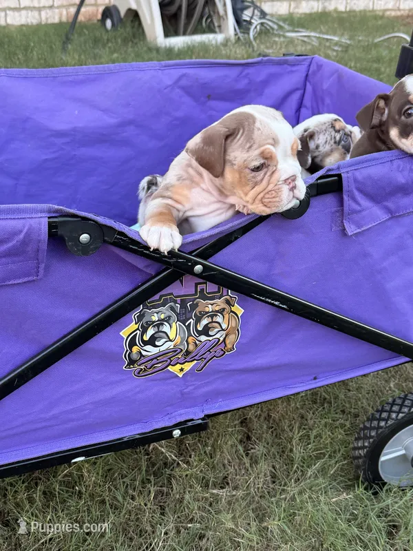 Twixie  – English Bulldog puppy for sale in Rex, GA