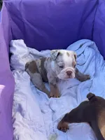 Bentley, a male English Bulldog for sale in Rex, GA – 5 of 6