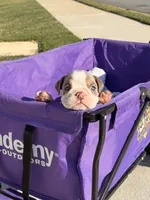 Wells, a male English Bulldog for sale in Rex, GA – 2 of 9