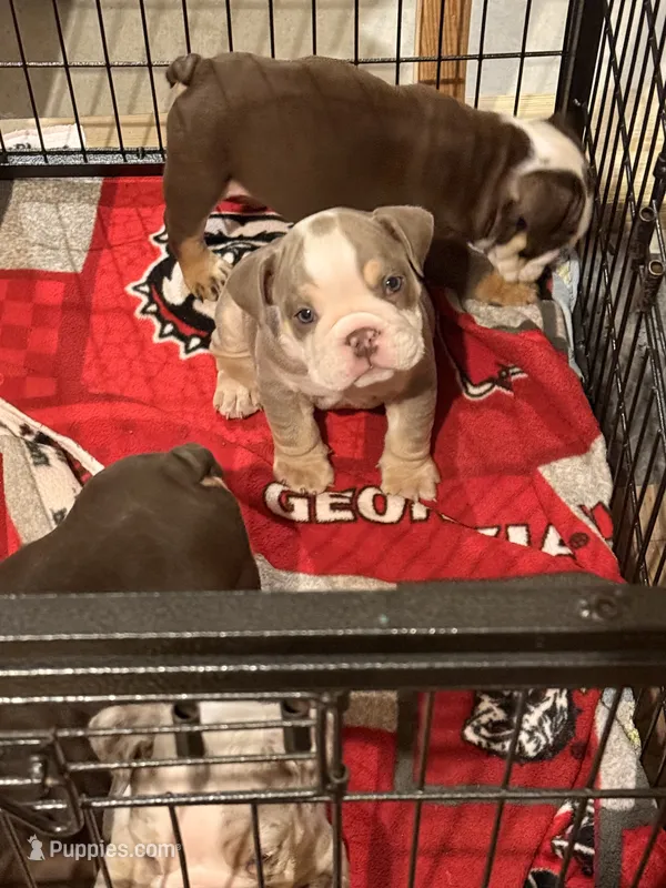 Wells – English Bulldog puppy for sale in Rex, GA