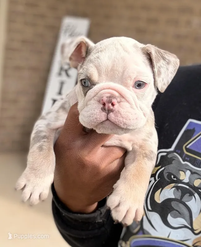 Juice Box – English Bulldog puppy for sale in Atlanta, GA