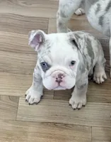 Juice Box, a male English Bulldog for sale in Atlanta, GA – Photo 6 of 8