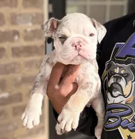 Juice Box, a male English Bulldog for sale in Atlanta, GA – Photo 4 of 8