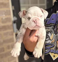 Juice Box, a male English Bulldog for sale in Atlanta, GA – Photo 5 of 8