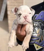 Juice Box, a male English Bulldog for sale in Atlanta, GA – Photo 2 of 8