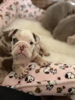 Juice Box, a male English Bulldog for sale in Atlanta, GA – Photo 7 of 8