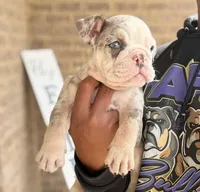 Juice Box, a male English Bulldog for sale in Atlanta, GA – Photo 3 of 8