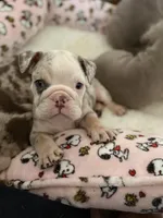 Juice Box, a male English Bulldog for sale in Atlanta, GA – Photo 8 of 8