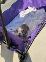 Wells, a male English Bulldog for sale in Rex, GA – 7 of 9