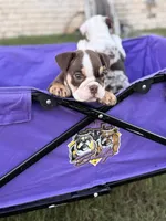 Mocha, a female English Bulldog for sale in Rex, GA – 1 of 4