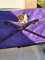 Oreo, a male English Bulldog for sale in Rex, GA – 3 of 7