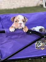 Twixie , a female English Bulldog for sale in Rex, GA – 4 of 4