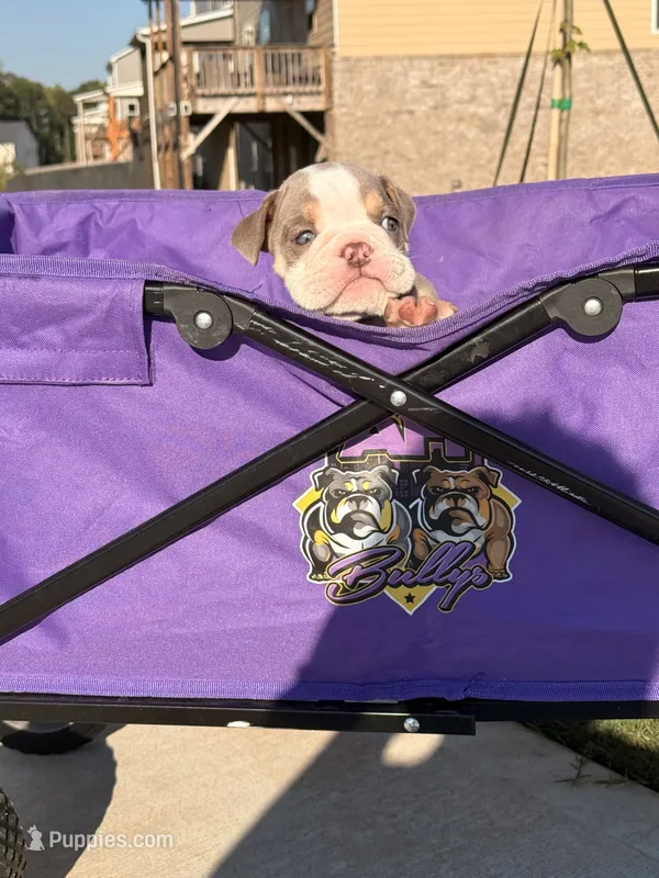 Wells – English Bulldog puppy for sale in Rex, GA
