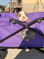Wells, a male English Bulldog for sale in Rex, GA – 1 of 9