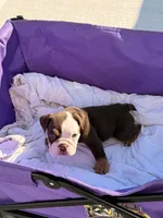 Oreo, a male English Bulldog for sale in Rex, GA – 7 of 7