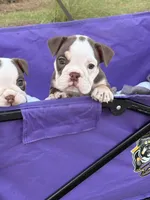 Millie, a female English Bulldog for sale in Rex, GA – 3 of 10