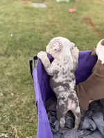 Pebbles, a female English Bulldog for sale in Rex, GA – 9 of 9