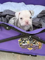Pebbles, a female English Bulldog for sale in Rex, GA – 8 of 9