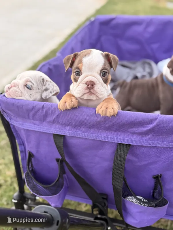 Hazel – English Bulldog puppy for sale in Rex, GA
