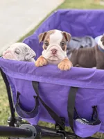Hazel, a female English Bulldog for sale in Rex, GA – 1 of 6