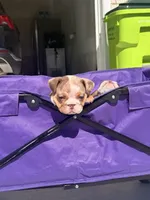 Twixie , a female English Bulldog for sale in Rex, GA – 2 of 4