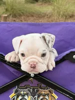 Pebbles, a female English Bulldog for sale in Rex, GA – 5 of 9