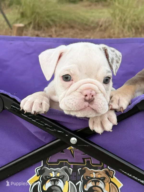 Pebbles – English Bulldog puppy for sale in Rex, GA