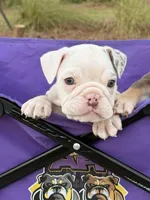 Pebbles, a female English Bulldog for sale in Rex, GA – 1 of 9