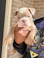 Zack, a male English Bulldog for sale in Atlanta, GA – Photo 3 of 7