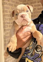 Zack, a male English Bulldog for sale in Atlanta, GA – Photo 4 of 7