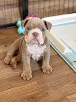 Zack, a male English Bulldog for sale in Atlanta, GA – Photo 6 of 7