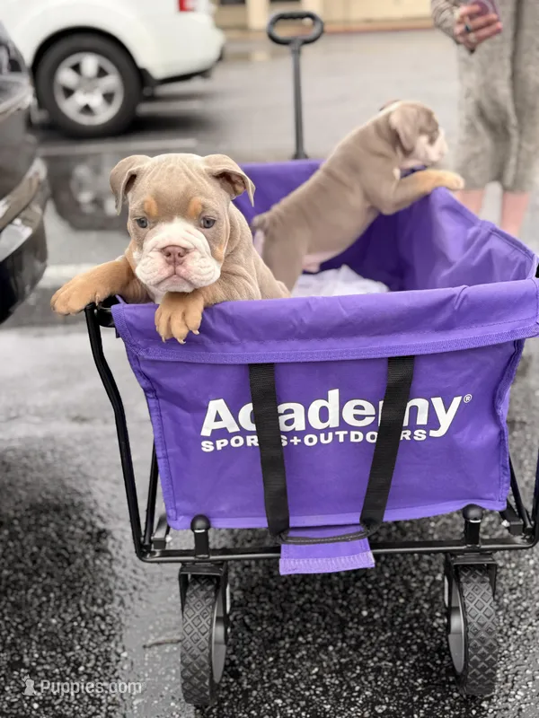 Zack – English Bulldog puppy for sale in Atlanta, GA