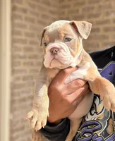Zack, a male English Bulldog for sale in Atlanta, GA – Photo 2 of 7