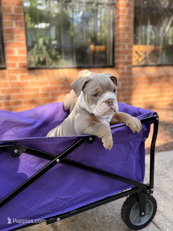 Zack – English Bulldog puppy for sale in Atlanta, GA