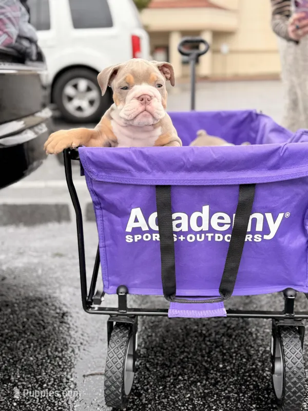 Zack – English Bulldog puppy for sale in Atlanta, GA