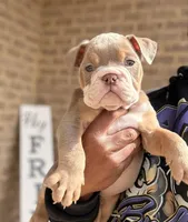 Zack, a male English Bulldog for sale in Atlanta, GA – Photo 1 of 7