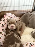 Zack, a male English Bulldog for sale in Atlanta, GA – Photo 7 of 7