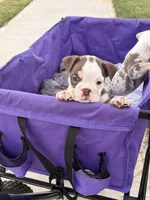 Millie, a female English Bulldog for sale in Rex, GA – 4 of 10